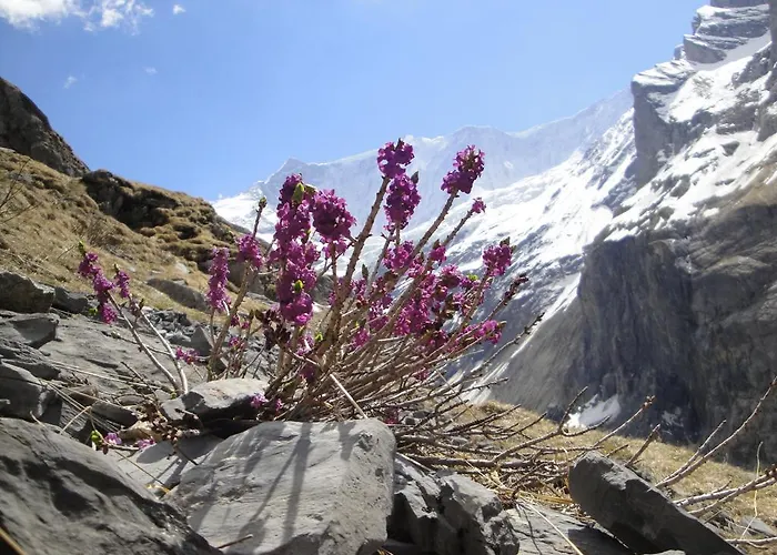 Berghaus Baregg Γκρίντελβαλντ
