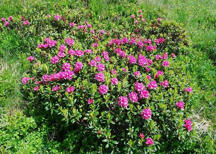 宾馆 Berghaus Baregg *