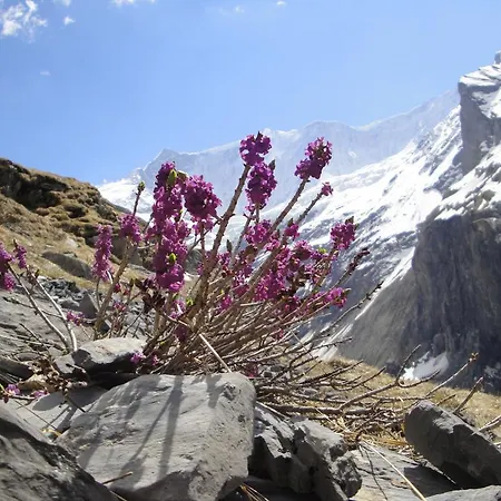 Berghaus Baregg Grindelwald